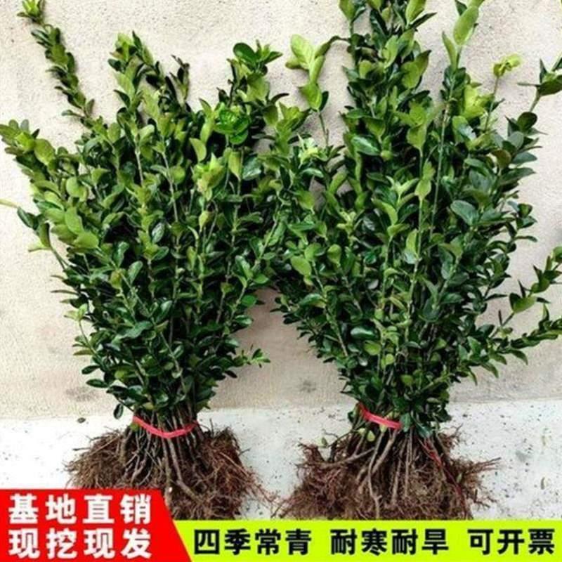 四季常青树苗冬青树篱笆北海道苗庭院绿篱大叶围墙黄杨苗植物耐寒