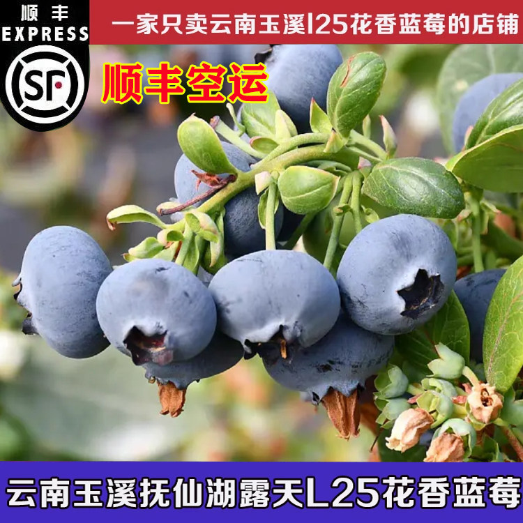 【顺丰空运】云南澄江抚仙湖L25花香蓝莓鲜果孕妇宝新鲜应季水果