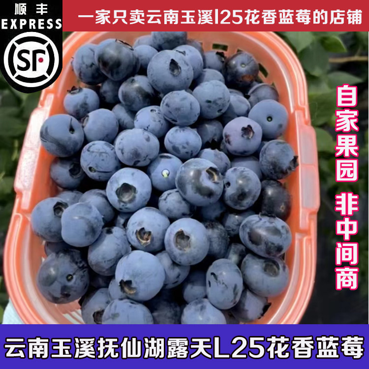 正宗云南抚仙湖L25花香蓝莓-空运
