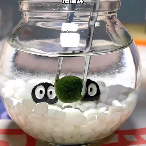 微景观创意桌面摆件手工懒人植物
