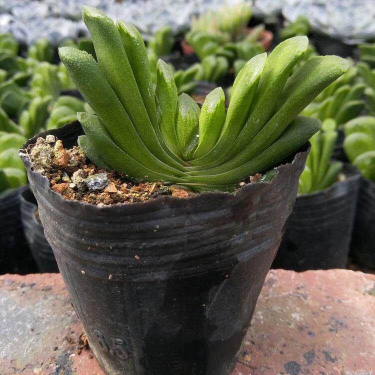 漳州多肉植物 玉扇 裸根 约4-6cm左右 花卉园艺盆栽绿植