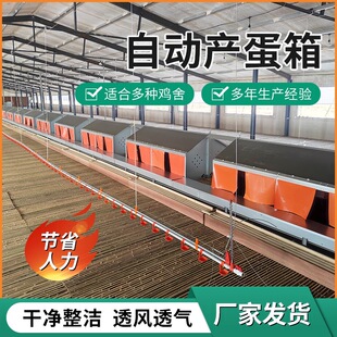 自动产蛋箱 养鸡/鸭/鹅厂禽畜自动产蛋设备 厂家供应框架式蛋箱