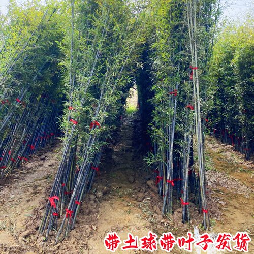 竹子苗庭院植物盆栽四季常青绿化