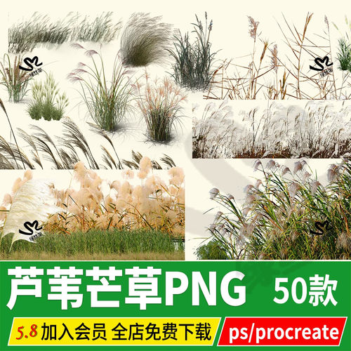 芦苇蒲苇细叶芒草茅草效果图背景配景贴图png素材psd分层ps文件