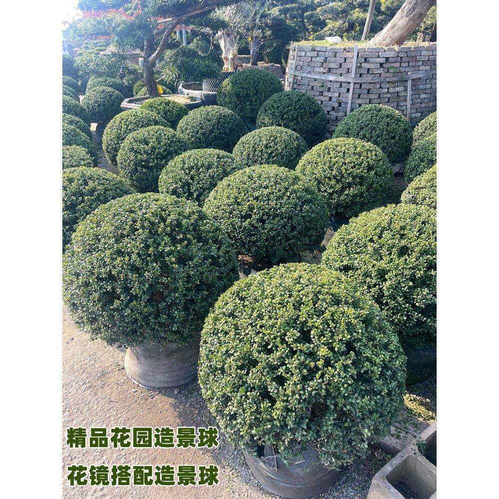 龟计冬青球完美冬甲青冬青先令川滇蜡树球iig齿叶耐寒花园设花镜