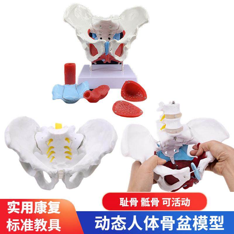 可活动女性骨盆肌肉模型及盆底肌模型子宫盆骨分娩助产男性骨盆