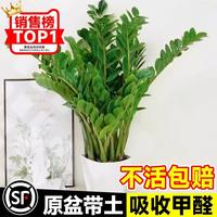 金錢樹盆栽植物室內(nèi)客廳辦公室桌面小綠植搖錢串子發(fā)財(cái)樹四季常青