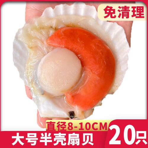 半壳扇贝虾夷扇贝夏夷贝新鲜冷冻大号蒜蓉粉丝扇贝商用烧烤专用
