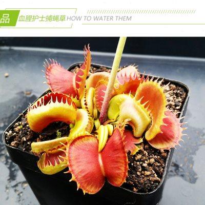 【血腥护士捕蝇草】食虫植物 食虫草 趣味绿植盆栽 稀有品种 包邮