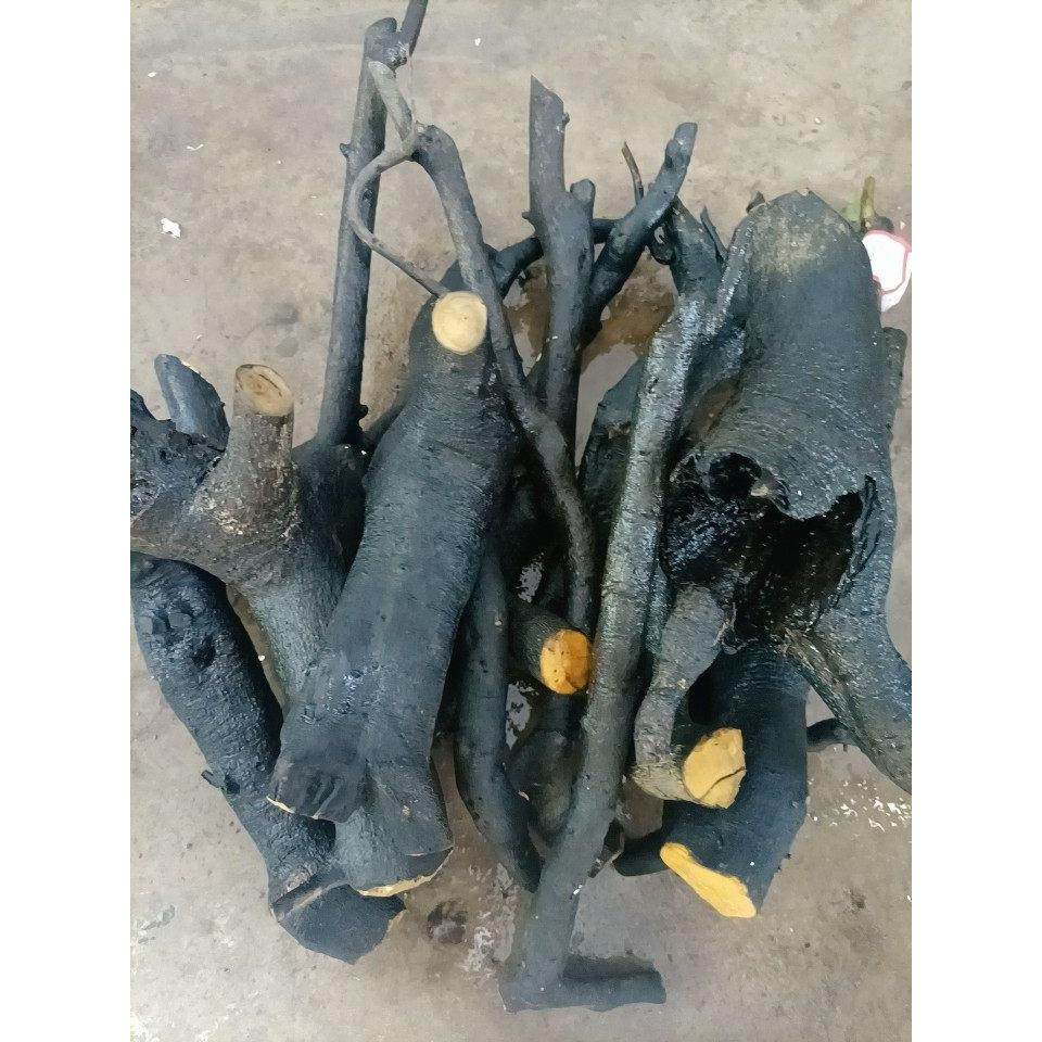 金弹子盆景素材,别名,瓶兰花,黑塔子,属于柿树科柿类,家居饰品,仿真植物盆景,淘宝优惠券,粉丝福利购,淘宝优惠卷