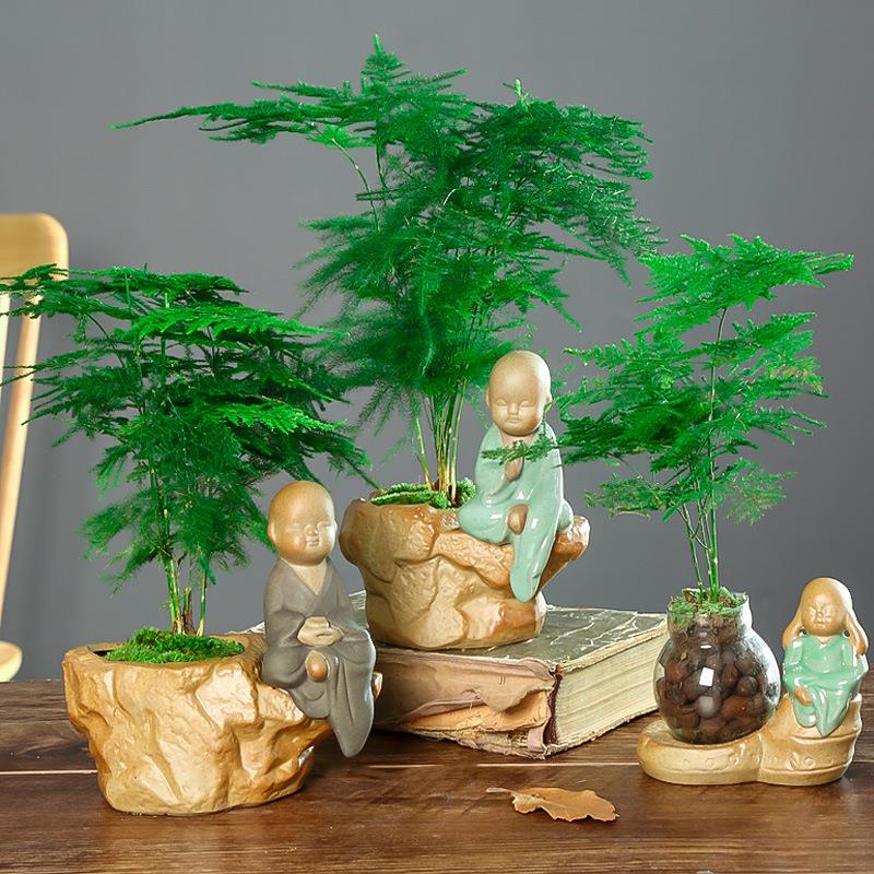 文竹盆栽植物室内净化空气办公室绿植花卉盆栽盆景四季常青小盆栽