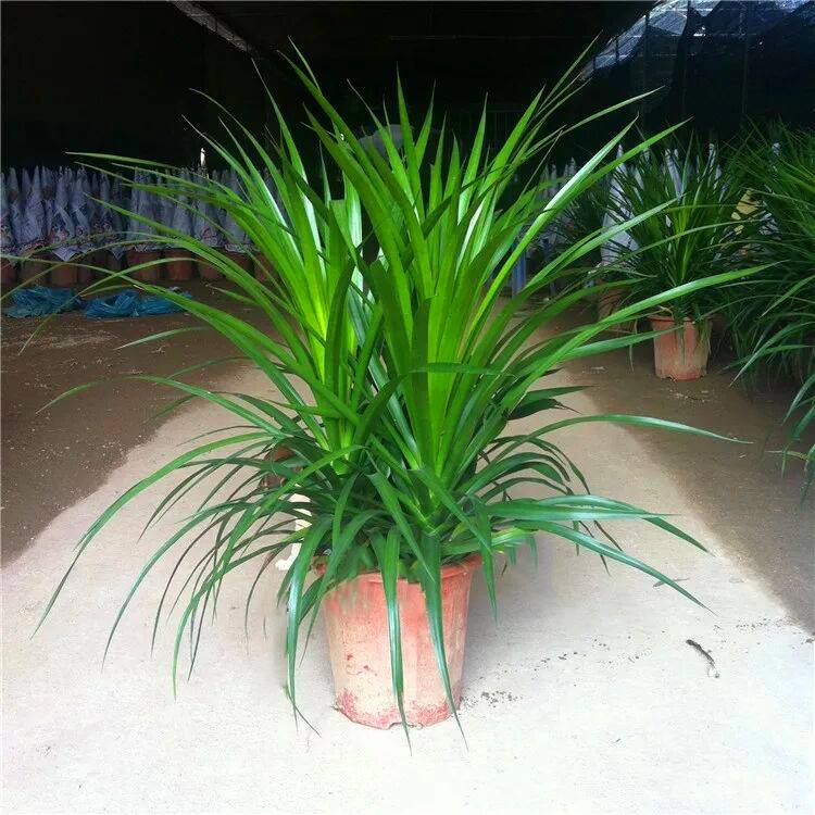 多头龙铁龙须树龙血树室内客厅大型盆栽绿植花卉植物盆景净化空气