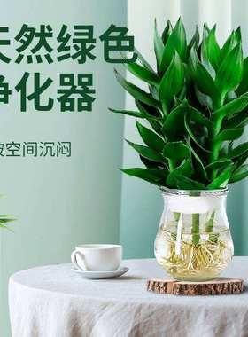 Bamboo bambusa multiplex lucky bamboo houseplants