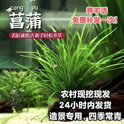 水培石菖蒲苗鱼池龟缸造景水草好养易活盆栽养龟绿植附石四季常青