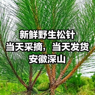 纯天然新鲜马尾松针叶松针茶高山老树松针松针泡茶泡酒新鲜松树针