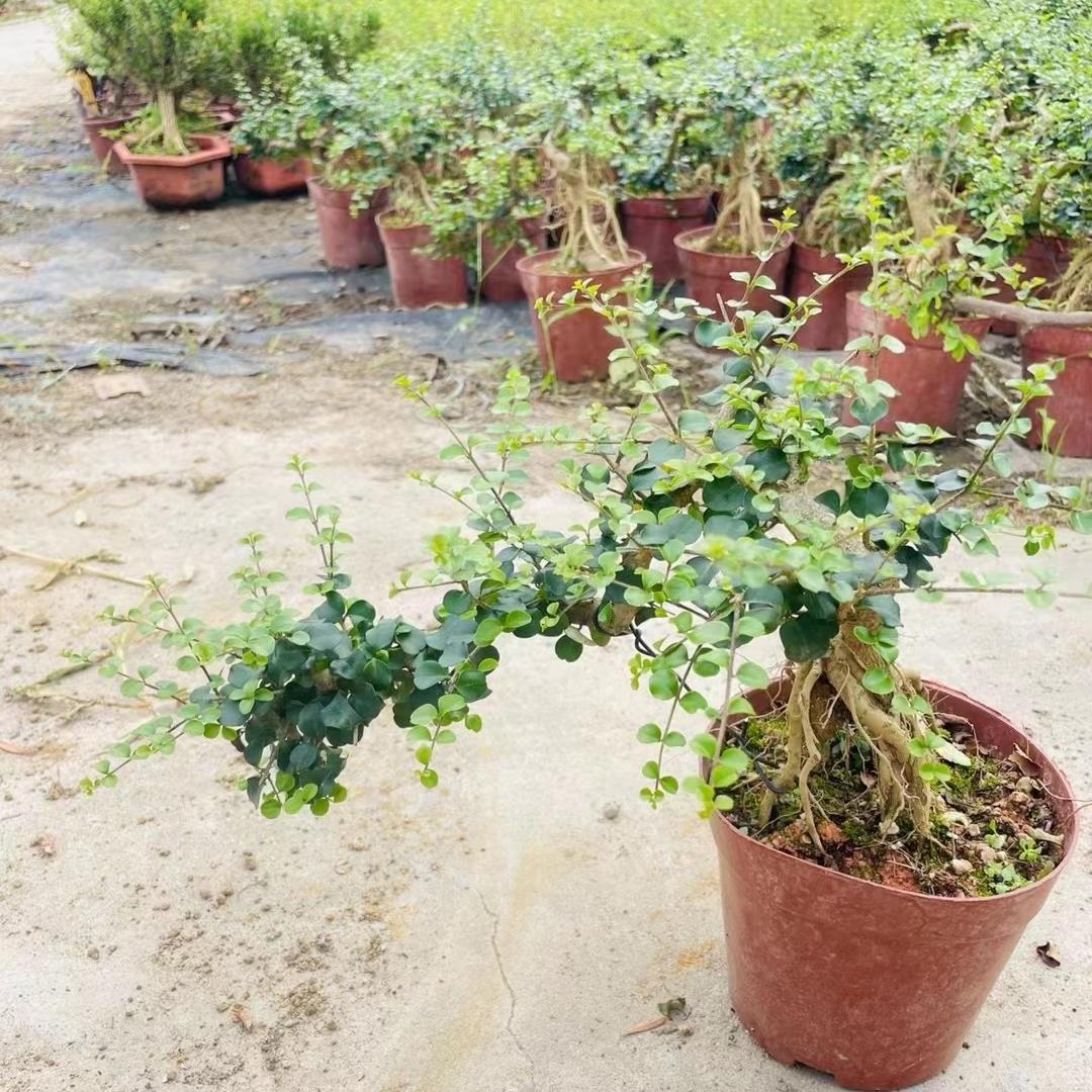 开花浓香海南香兰提根飘枝悬崖造型盆景花园植物盆栽绿植假山造景