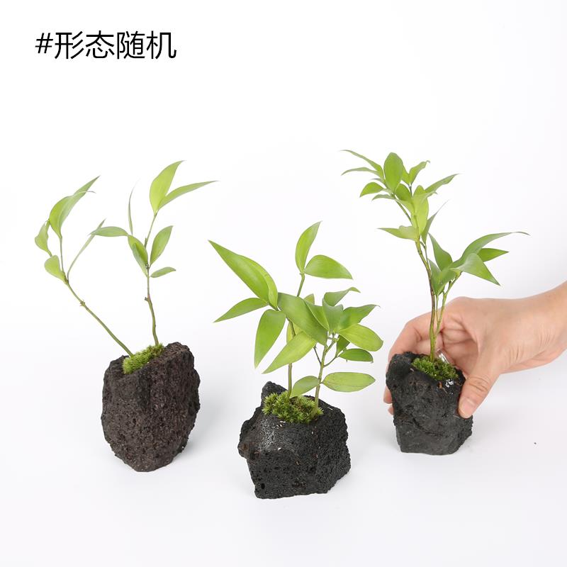养龟造景岩植、火山石小竹柏水边水陆装饰植物乌龟缸沼泽水培雨林
