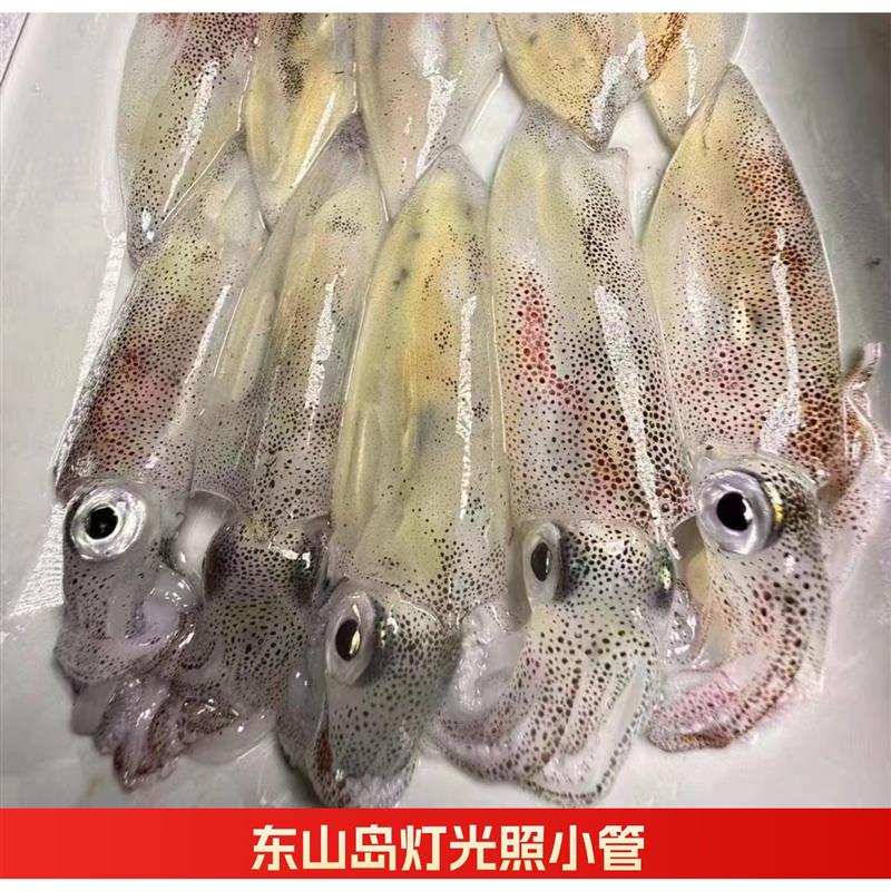 东山岛本港小管灯光照捕捞小鱿鱼 冷冻水产品 笔管海鲜活冻海兔子