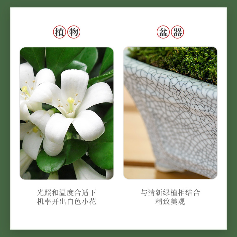 达摩小叶九里香迷你盆栽办公桌绿植桌面摆件室内花卉盆景好养植物