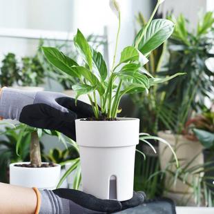 懒人自动吸水盆塑料水培绿萝花盆家用室内小花盆栽树脂储水控根盆