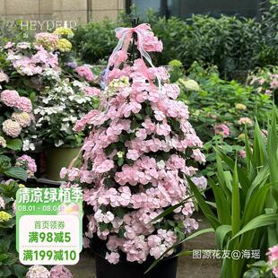 海蒂的花园绣球花苗逃跑新娘粉色白色垂吊花量大阳台庭院花卉盆栽