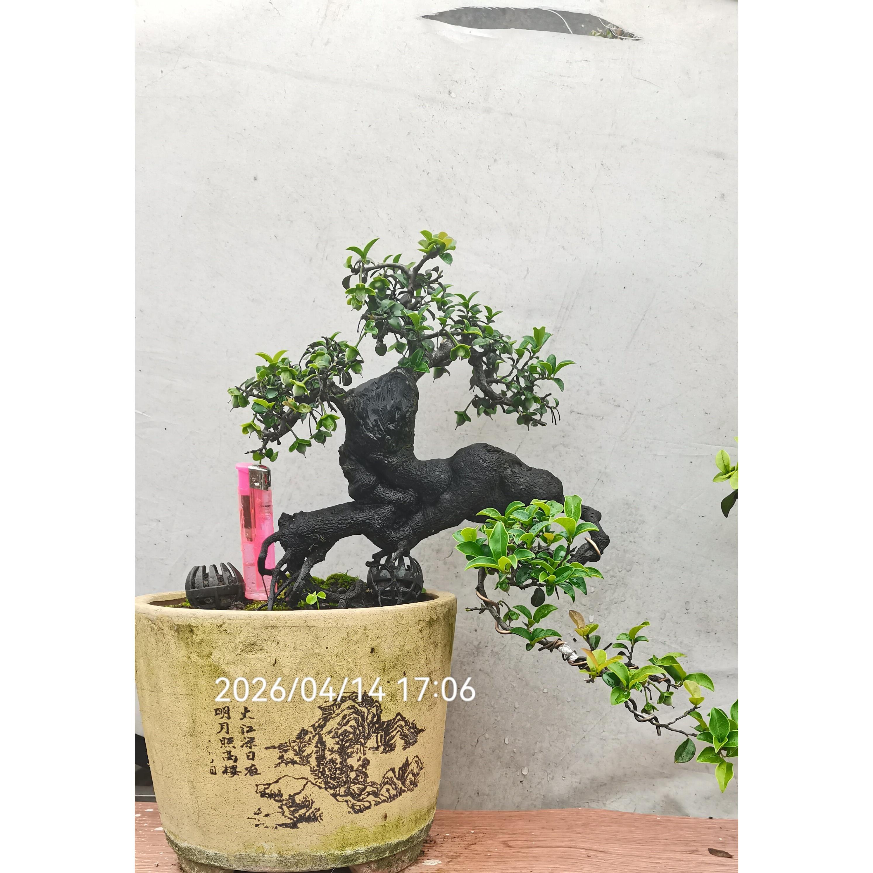 金弹子熟桩 素材根艺,挂果,四季常青庭院室内好养活,一物一拍