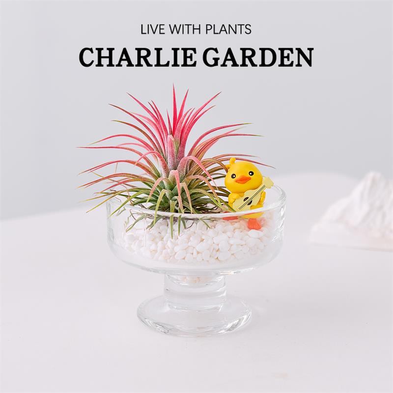 空气凤梨盆景净化四季室内阳台耐寒耐热好养绿植工位绿植节日送礼