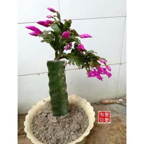 蟹爪兰嫁接砧木三角柱三棱剑火龙果仙人掌嫁接蟹爪兰仙人指盆栽*