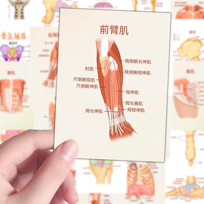 128张医学生专用解剖学知识贴纸人体解剖医学插画创意装饰笔记本