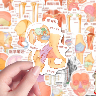 128张解剖学知识贴纸人体解剖系统插画医学生笔记装饰手机壳房间