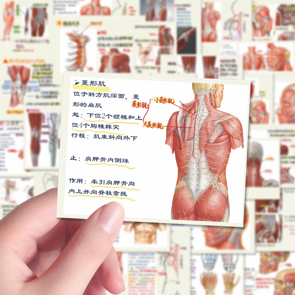 126张人体肌肉解剖贴纸医学知识解析图鉴笔记iPad手账本贴画防水