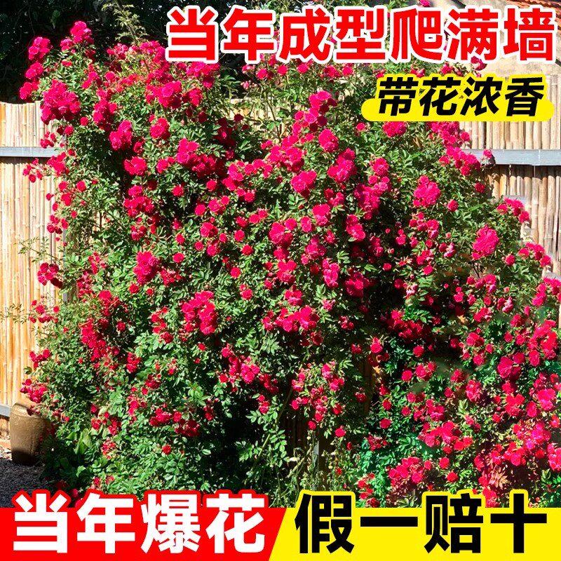 四季红木香花苗盆栽爬藤植物藤蔓花卉庭院爬墙红色蔷薇花大苗老桩