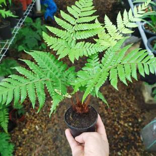 一叶蕨类红磷蕨类植物绿植苔藓球办公室书房观叶净化空气盆景盆栽