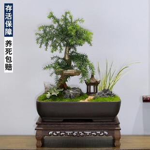 澳洲杉盆景老桩造型植物室内客厅办公室绿植南洋杉不老松盆栽耐旱