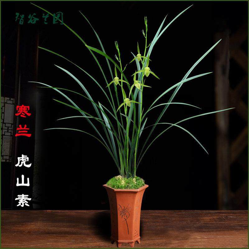 高档兰花江西细叶寒兰素心虎山素红素雪中红桃花仙子莲瓣兰小雪素,鲜花速递/花卉仿真/绿植园艺,国兰/杂交兰/洋兰类,淘宝优惠券,粉丝福利购,淘宝优惠卷