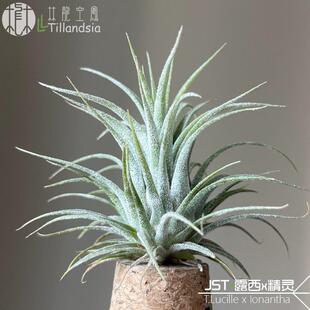 【下播福利】JST•露西x精灵T.Lucille x Ionantha