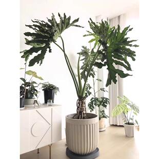 龙鳞春羽老桩盆栽 春雨柱喜林芋大型室内客厅植物 上海送货上门