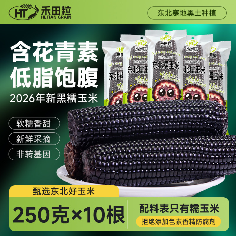 禾田粒东北新鲜糯玉米富含花青素图片