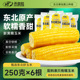禾田粒2025新鲜东北黄糯玉米加热即食低脂代早餐粗粮真空黑糯玉米