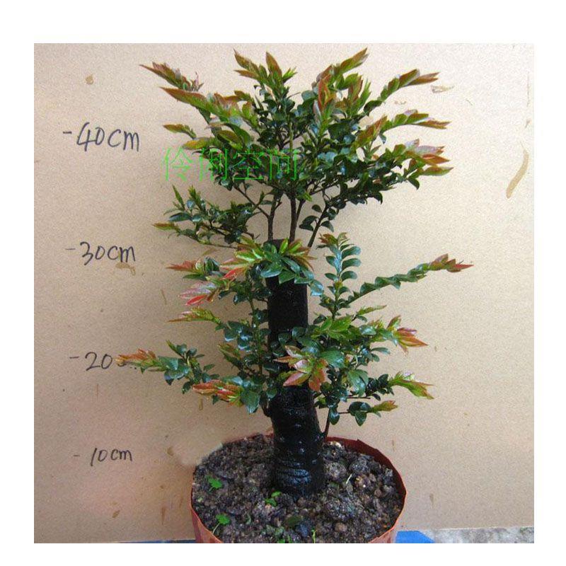 小叶檀香紫檀树桩盆景办公桌面净化空气盆栽四季常青植物黑骨茶