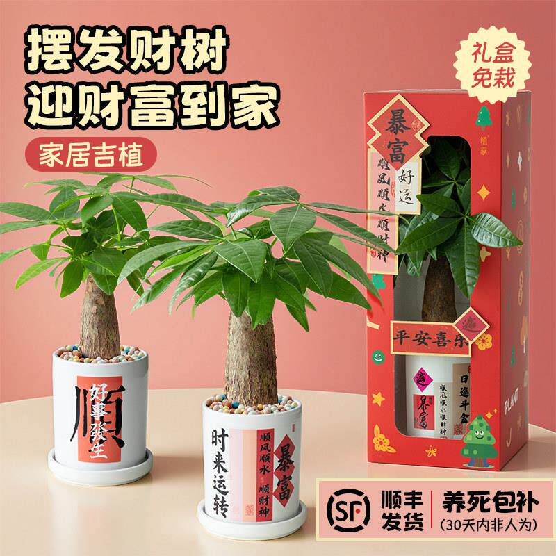植季发财树小盆栽室内招财树植物办公桌绿植好养花卉盆景企业定制