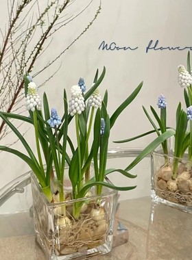 葡萄风信子种球水培土养花卉盆栽植物室内外好养活耐寒风信子种球