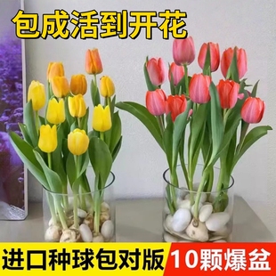 郁金香种球水培花卉盆栽植物耐寒阳台室内外好养活郁金香土培种子