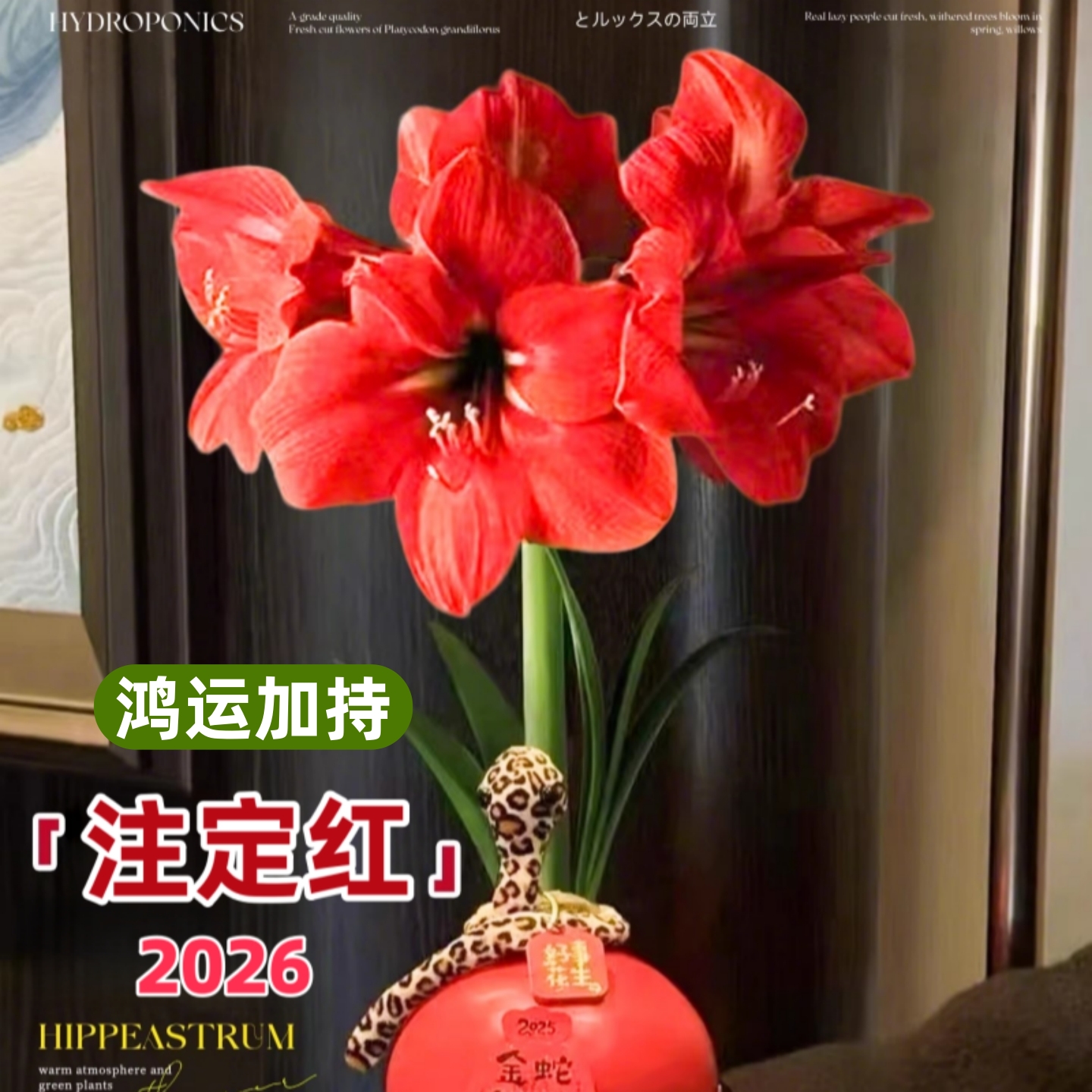 朱顶红蜡球免土免水室内桌面懒人花卉观赏植物送礼节日祝福注定红