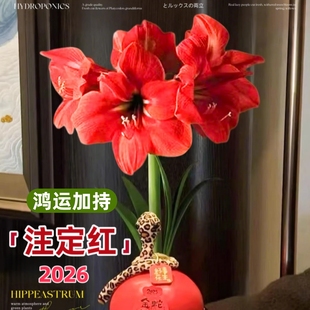 朱顶红蜡球免土免水室内桌面懒人花卉观赏植物送礼节日祝福注定红