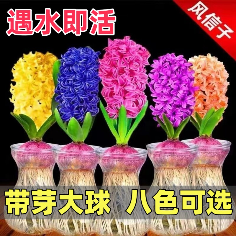 风信子种球水培带芽大球好养易活耐寒郁金香盆栽花卉室内植物花苗