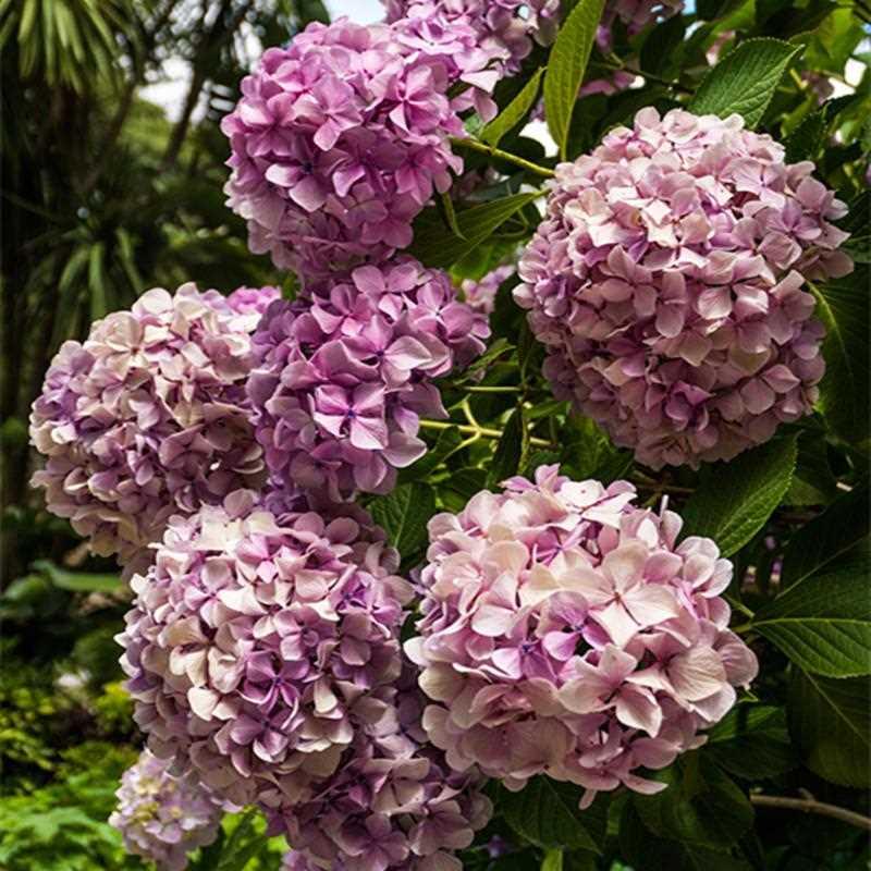 绣球老桩花苗蓝色无尽夏特大变色八仙花室外庭院四季大花植物盆栽