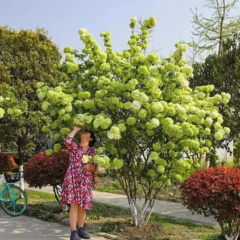 独杆正宗木本绣球树苗庭院别墅耐寒植物盆栽大花斗球风景苗木