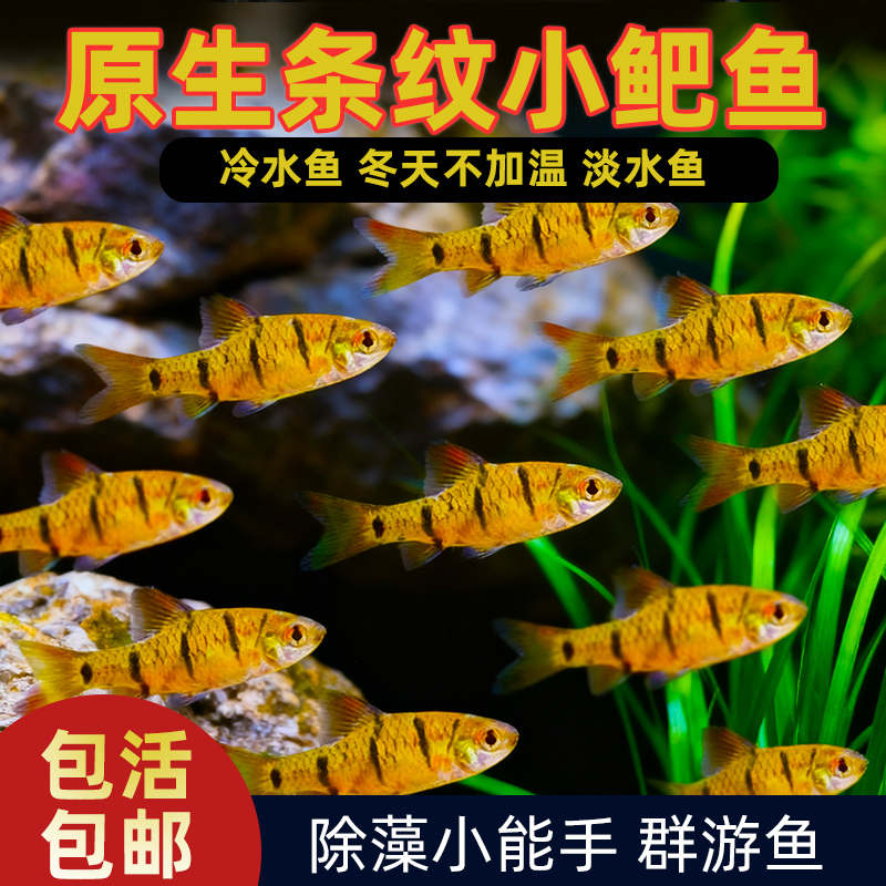 小鲃鱼中国斗鱼伴侣条纹小鲃原生鱼冷水淡水小鱼苗耐寒群游观赏鱼