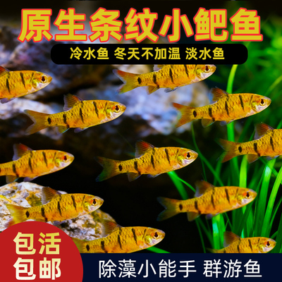 小鲃鱼中国斗鱼伴侣条纹小鲃原生鱼冷水淡水小鱼苗耐寒群游观赏鱼